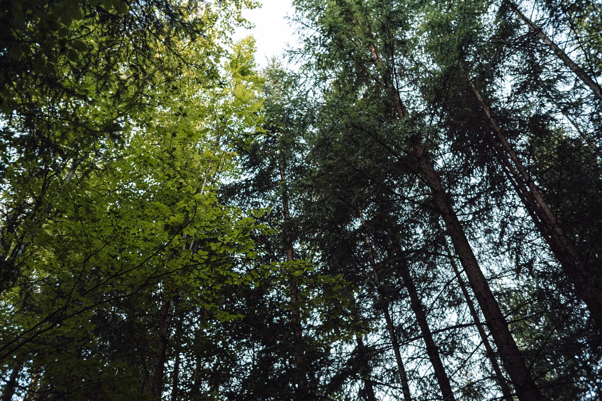 Blick hinauf in die Baumkronen eines grünen Waldes